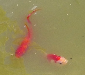 goldfish pic